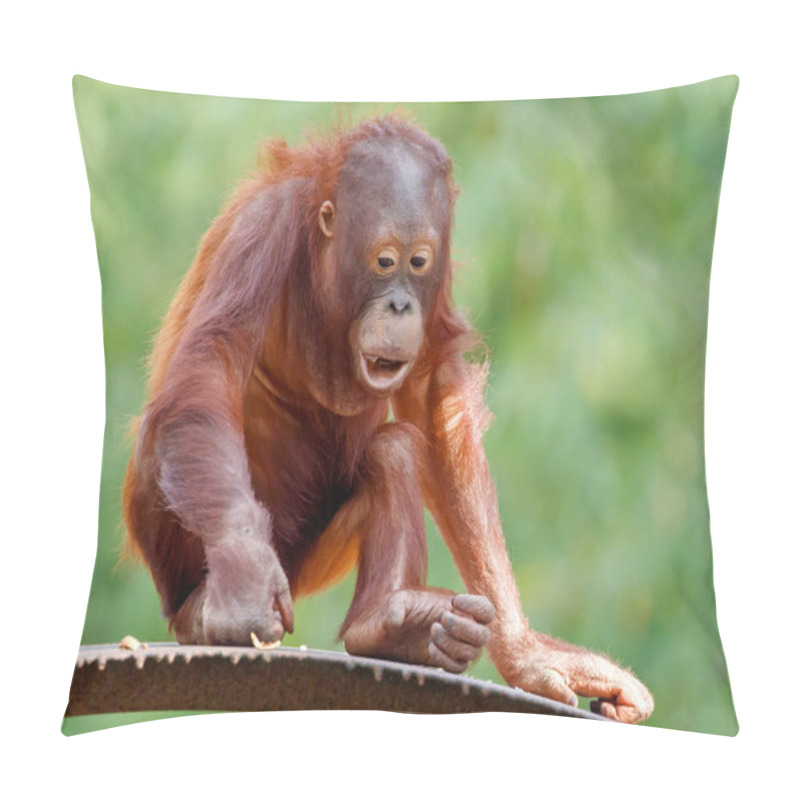 Personality  Baby Orange Hair Orangutans, Great Ape, Pongo Pygmaeus Youngster   Pillow Covers