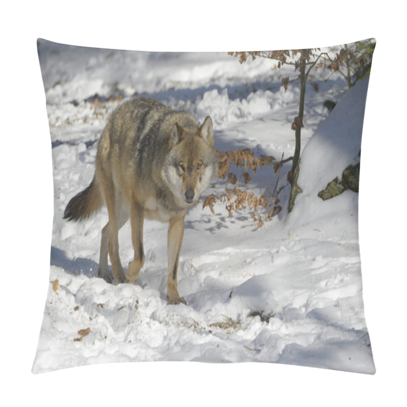 Personality  Adult Eurasian Wolf (Canis Lupus Lupus) Walking In The Forest In Snow, Germany Pillow Covers