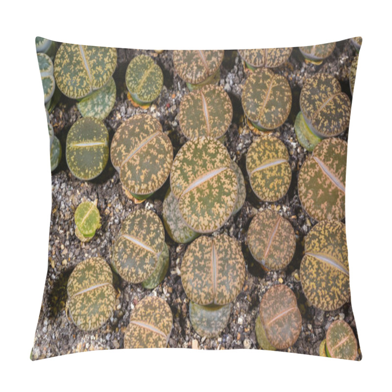 Personality  Mesembs Lithops Aucampia South African Plant From Namibia In The Botanical Collection Of Supersucculent Plants Pillow Covers