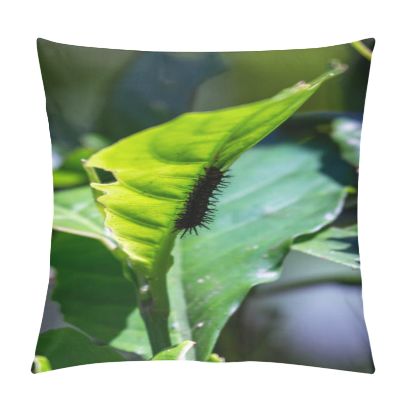 Personality  Julia Butterfly Caterpillar, Feeds On Passionflower Leaves, Known For Spiky Orange And Black Body. Photo Taken In The Wild Pillow Covers