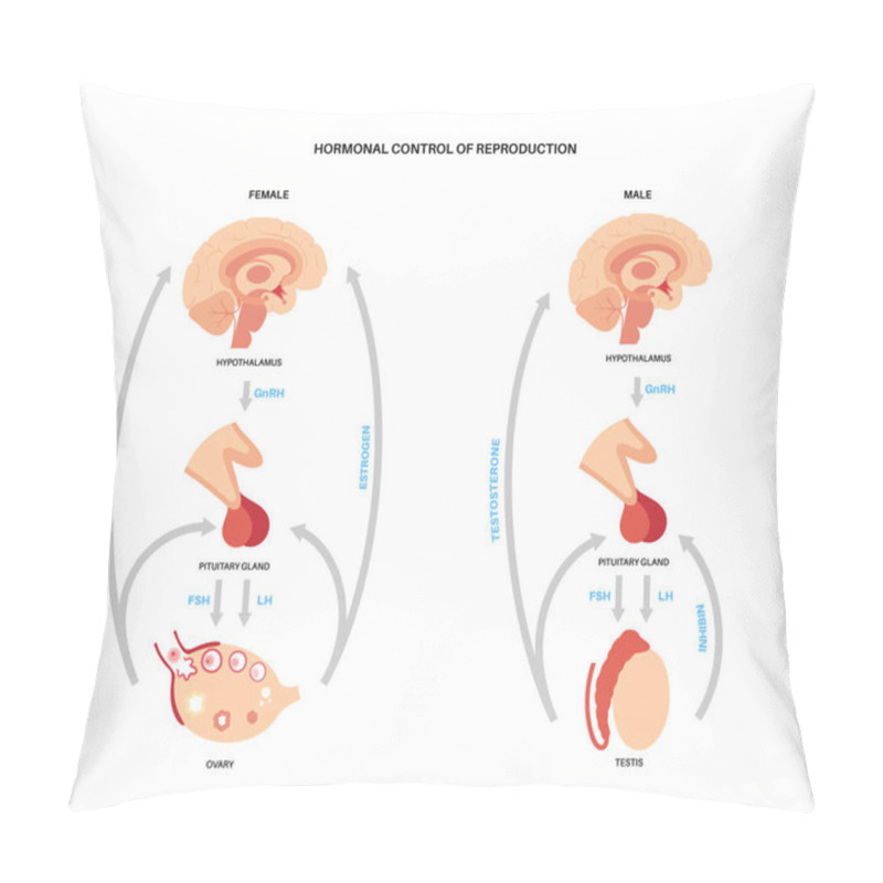 Personality  Male Female Reproductive Hormones Pillow Covers