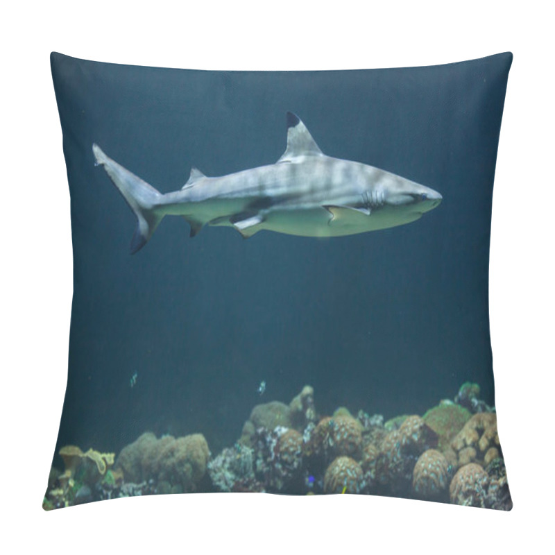 Personality  Blacktip Reef Shark  Pillow Covers