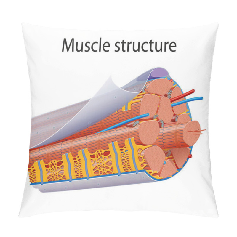 Personality  Illustration Of Structure Skeletal Muscle Anatomy Pillow Covers