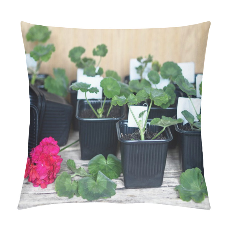 Personality  Medicinal Plant Background. The Reproduction Of Plants.Green Seedlings Of Medicinal Geranium Pelargonium Grow In Black Pots For Seedlings. Pillow Covers