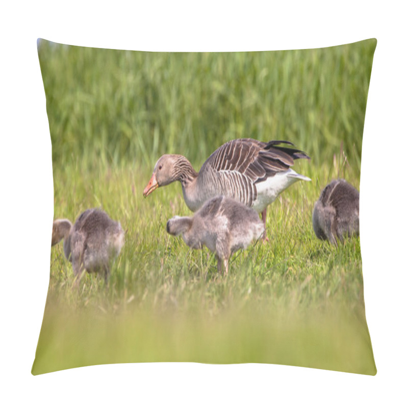 Personality  Mother With Chicks Of Greylag Goose Feeding On Grass Pillow Covers