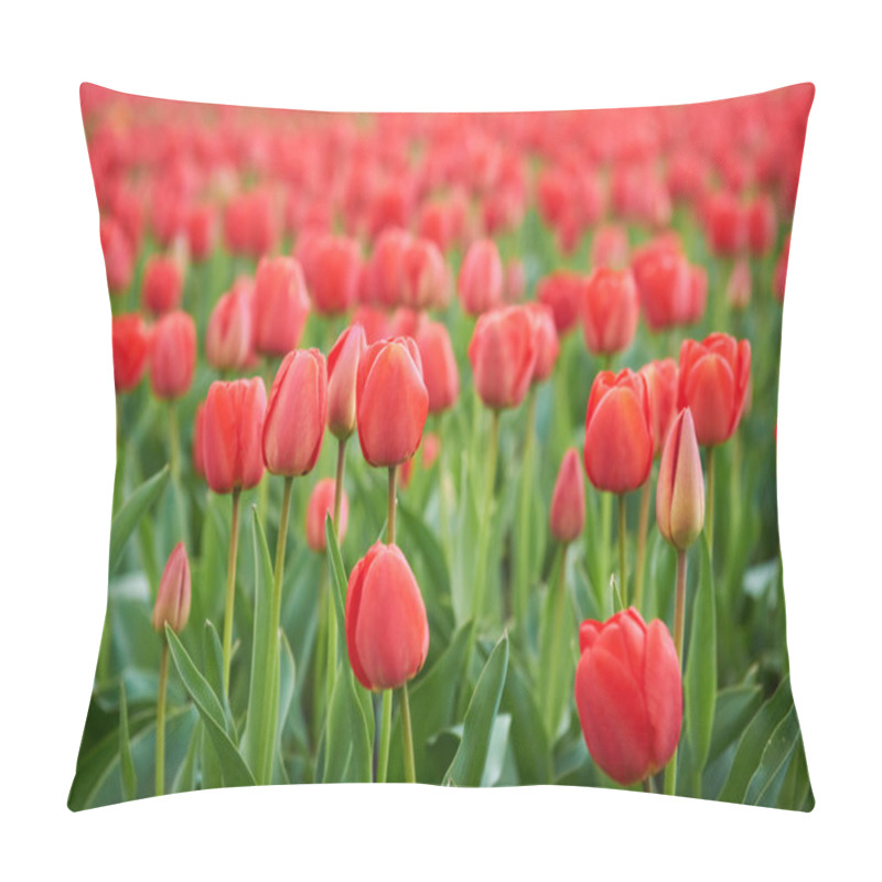 Personality  Field Of Beautiful Red Tulips Pillow Covers