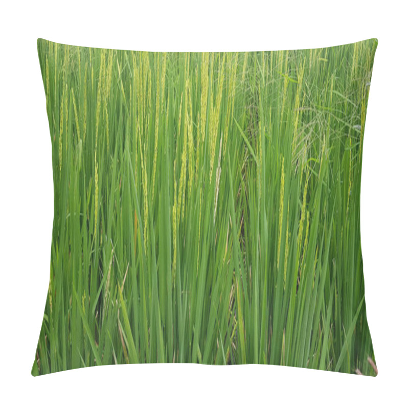 Personality  Green And Beautiful Paddy Rice Field, Farming The Rice, Rice Plantation, Paddy Plantation In Asia Pillow Covers