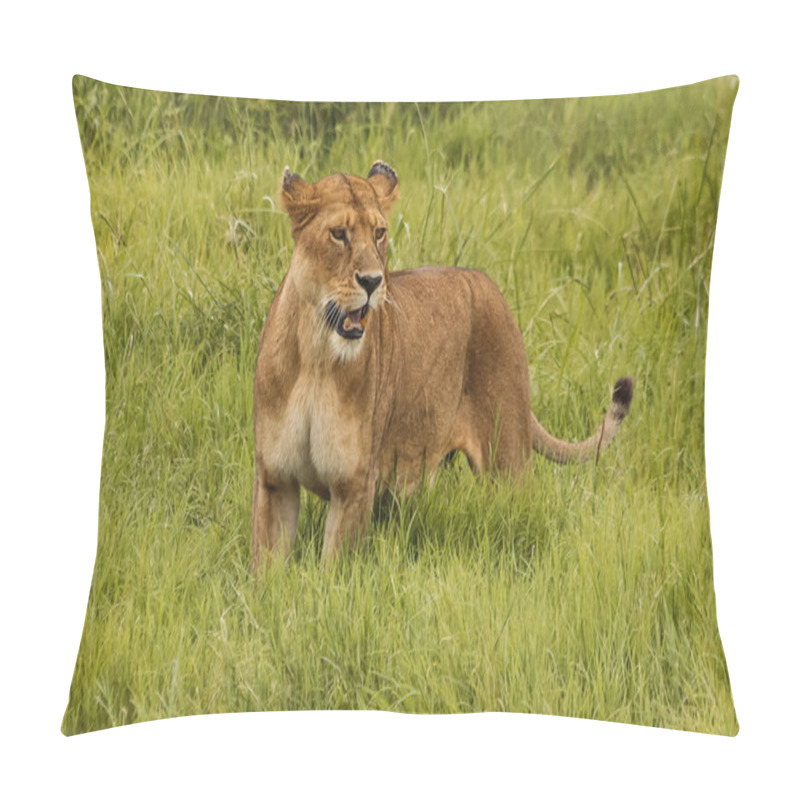 Personality  Wild Lioness With Open Mouth Standing Outdoors In Natural Environment  Pillow Covers