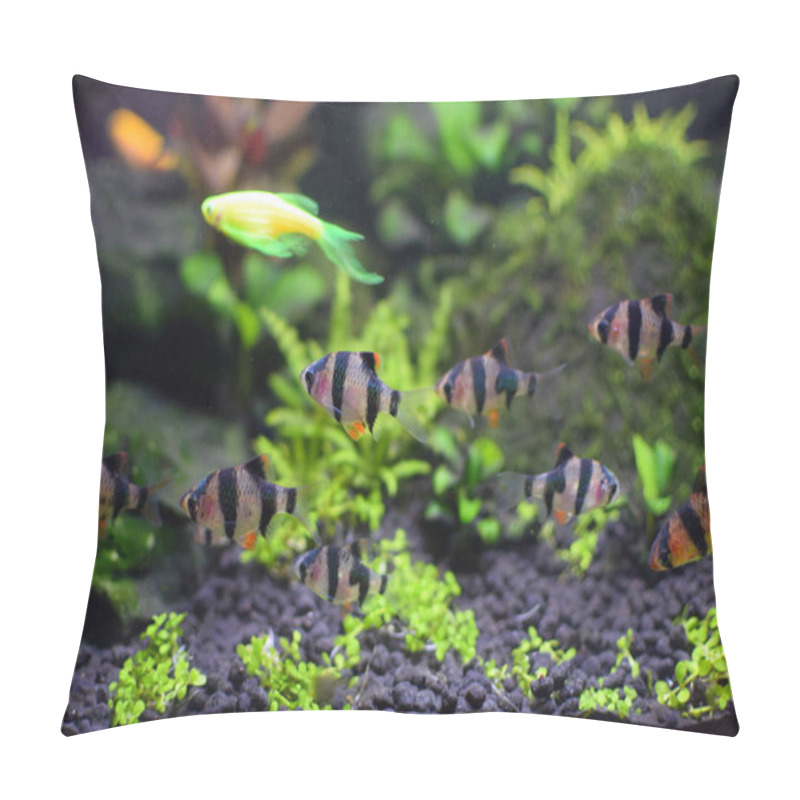 Personality  Sumatran Barb In The Aquarium, Close-up View Of The Fish. Pillow Covers