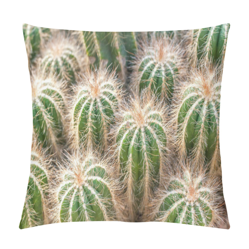 Personality  Group Of Green Fluffy Cactus, Closeup. Desert Plants Golden Barrel Cactus, Echinocactus Grusonii Plan Pillow Covers