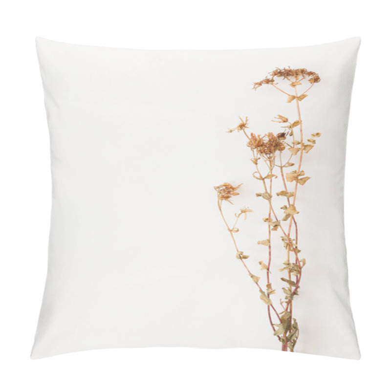 Personality  Hypericum, Tutsan On White Background. Pillow Covers