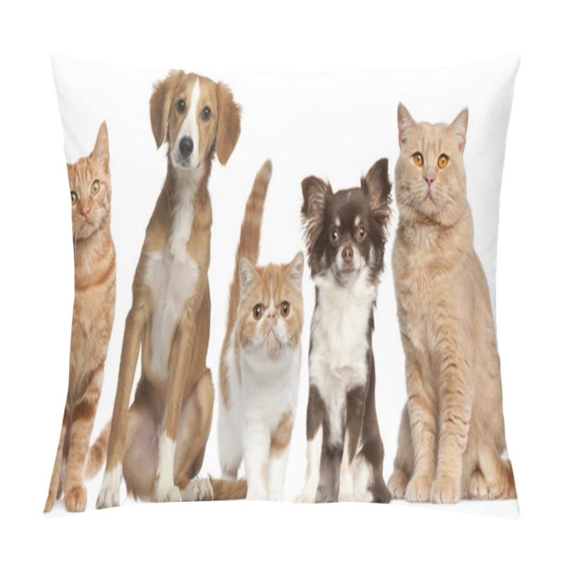 Personality  Group Of Cats And Dogs In Front Of White Background Pillow Covers