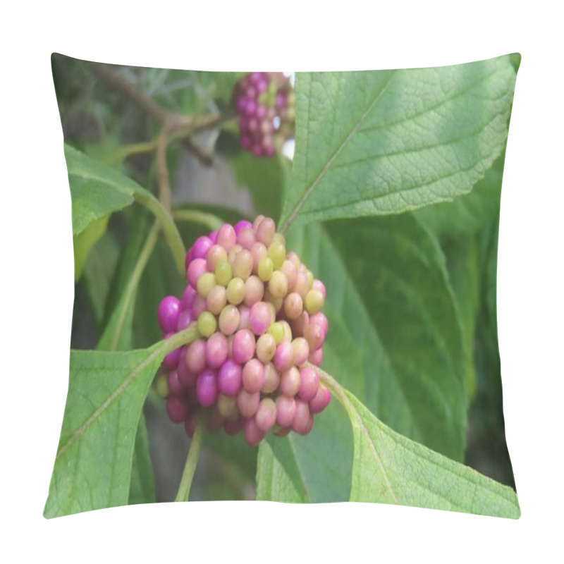 Personality  Callicarpa Berries On The Bush In Florida Nature, Closeup Pillow Covers