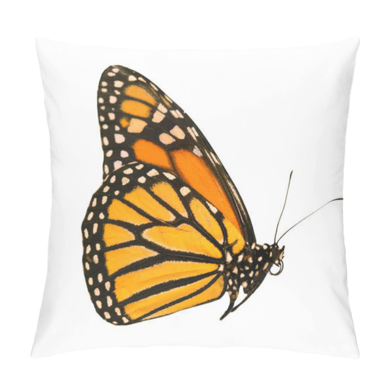 Personality  The Monarch Butterfly With Wings Closed Is Isolated On White Background Pillow Covers