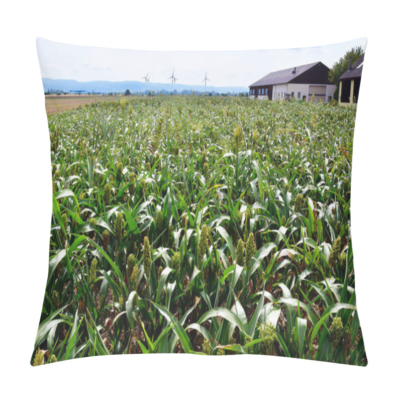 Personality  Austria, Agriculture, Field With Foxtail Millet  Pillow Covers