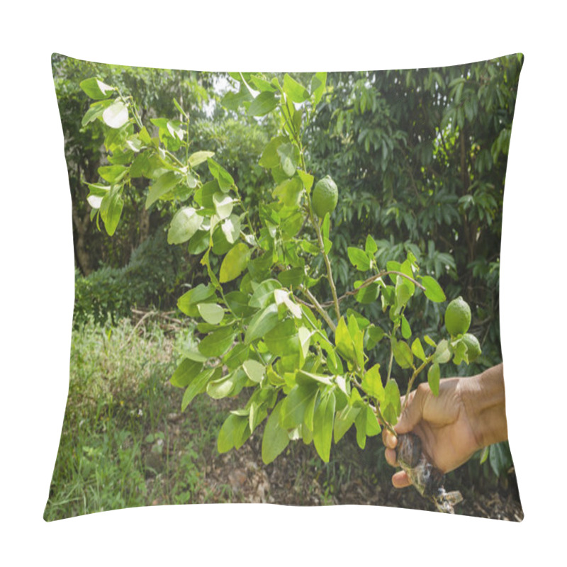 Personality  Hand Holding, Thorny, Isolated Circumposed Branch Of The Key Lime Tree With Young Fruit, And Green Leaves Of Average Size, By The Wrapped End. This Tree Is From The Rutaceae Family Of The Aurantifolia Species. Pillow Covers