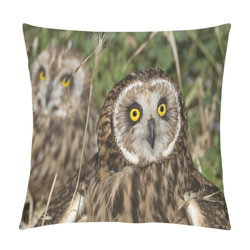 Personality  Short Eared Owl, Asio Flammeus, Country Owl, Portrait Of Eyes And Face Pillow Covers