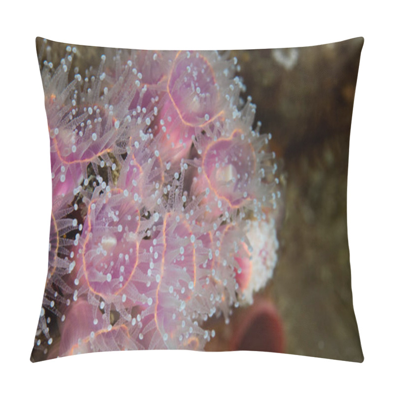 Personality  Strawberry Anemones (Actinia Fragacea) Macro Shot Of Small Pink Anemones Grouped Together.  Pillow Covers