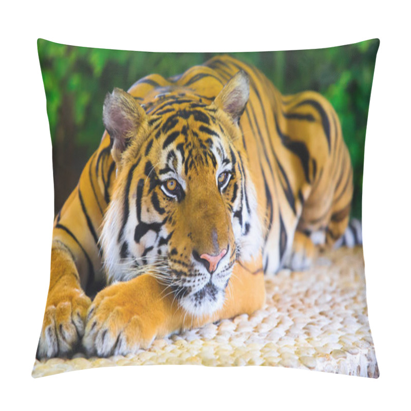 Personality  Begal Tiger Lay On Rock Pillow Covers