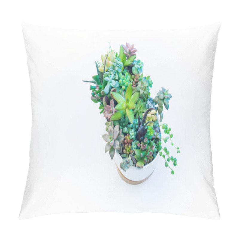 Personality  Garden Of Succulents In A White Ceramic Pot On A White Background. Pillow Covers