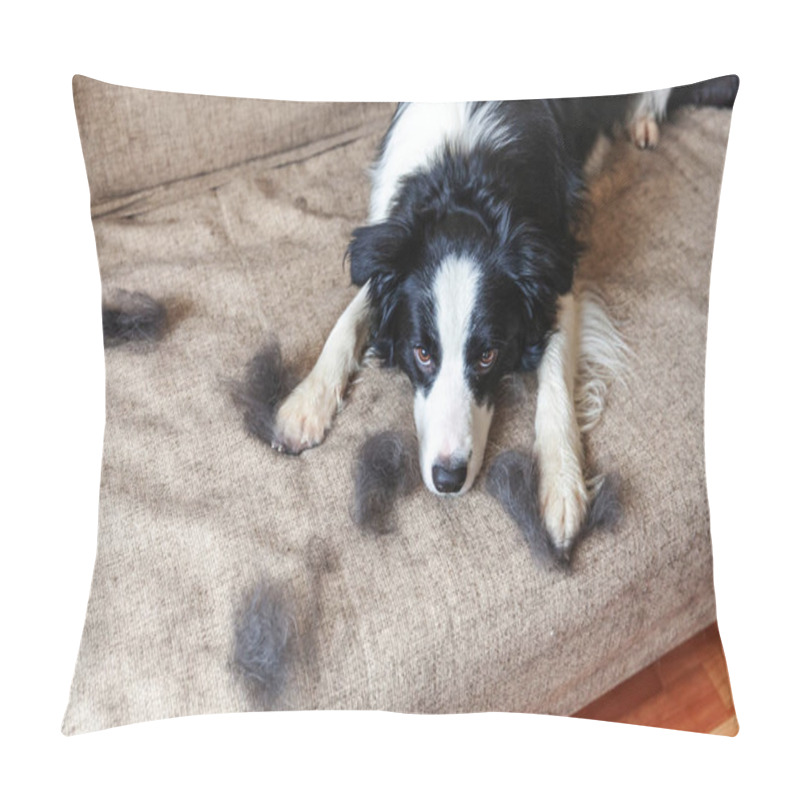 Personality  Funny Portrait Of Cute Puppy Dog Border Collie With Fur In Moulting Lying Down On Couch. Furry Little Dog And Wool In Annual Spring Or Autumn Molt At Home Indoor. Pet Hygiene Allergy Grooming Concept Pillow Covers