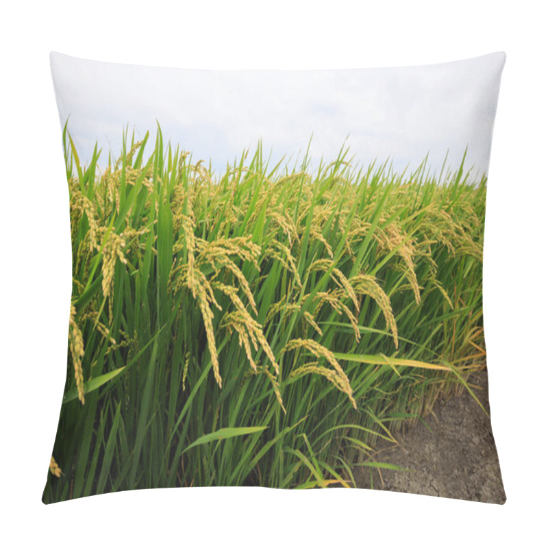 Personality  Rice Grain Plants In Growth At Field Pillow Covers