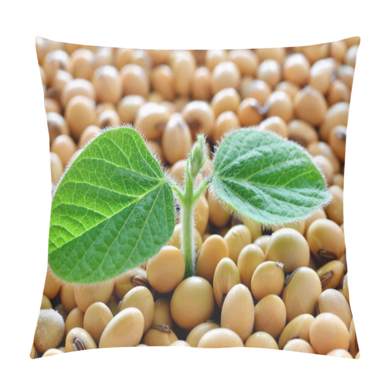 Personality  Young Soy Plant, Germinating From Soy Seeds Pillow Covers