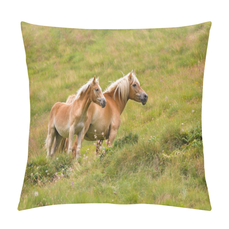 Personality  Palomino Horse And Her Colt Pillow Covers