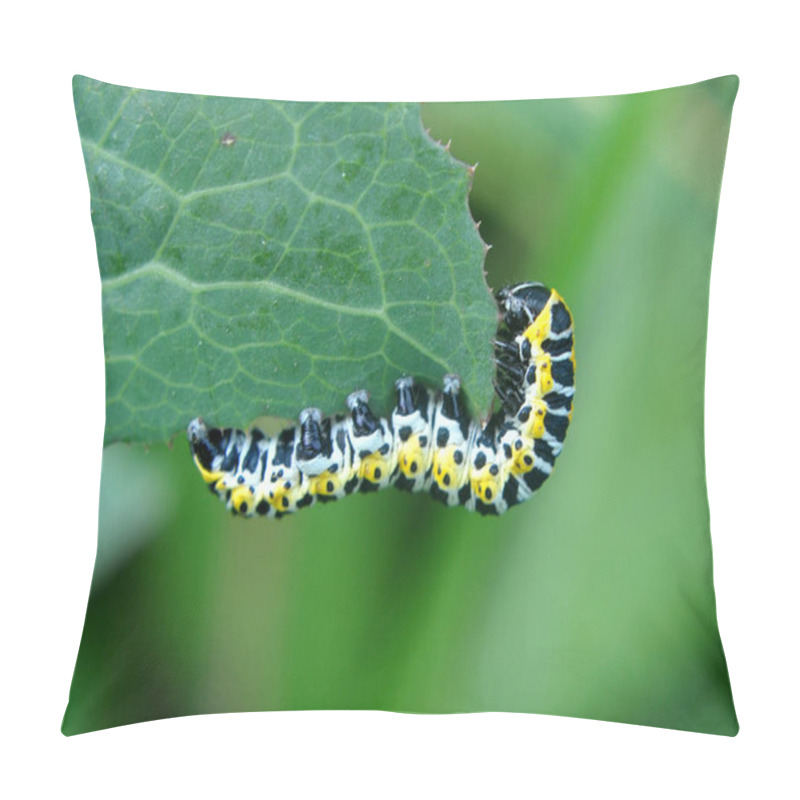 Personality  In The Wild On The Plant Caterpillars Butterfly Cucullia (Cucullia) Pustulata Pillow Covers