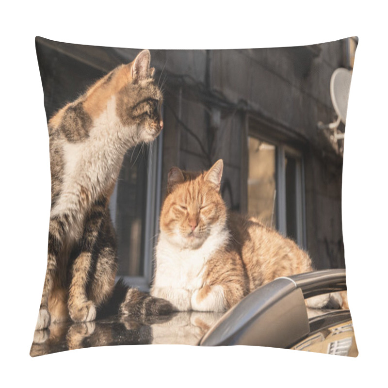 Personality  Two Adorable Street Cats On Car Roof Closeup On Autumn Sunny Day Pillow Covers