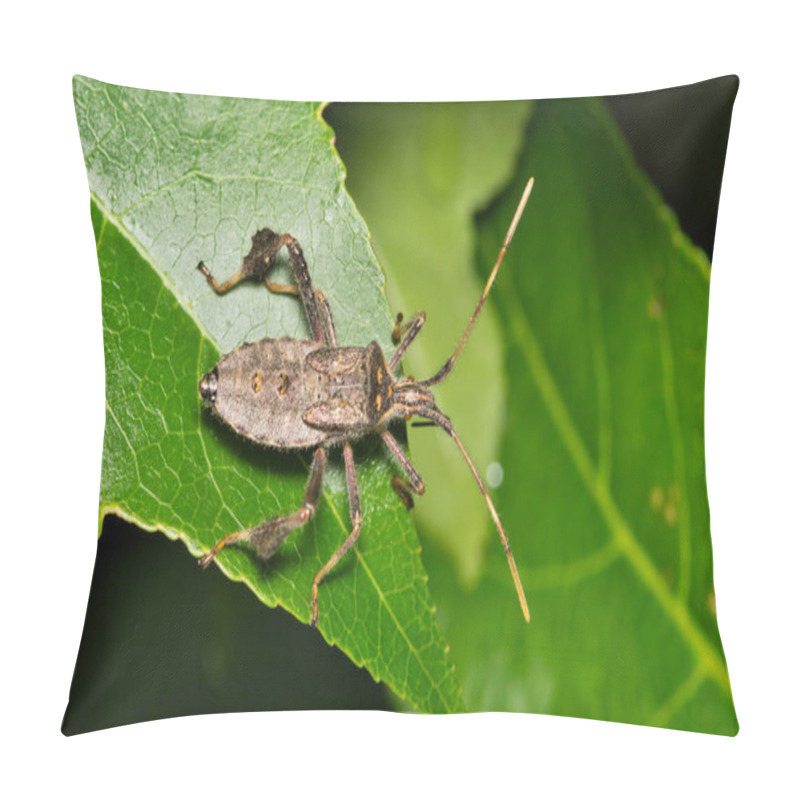 Personality  Eastern Leaf Footed Bug Leptoglossus Phyllopus Nymph Insect Nature Springtime. Pillow Covers