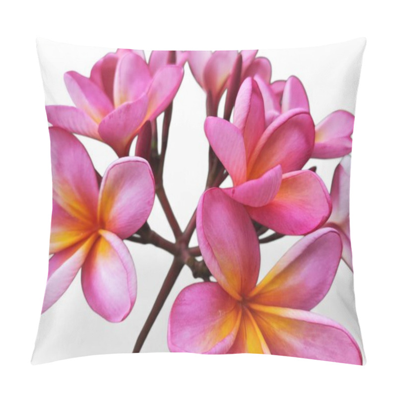 Personality  Blooming Pink Frangipani Or Plumeria Rubra Flowers Isolated On White Background With Clipping Path, Cutout.kamboja Flower Pillow Covers