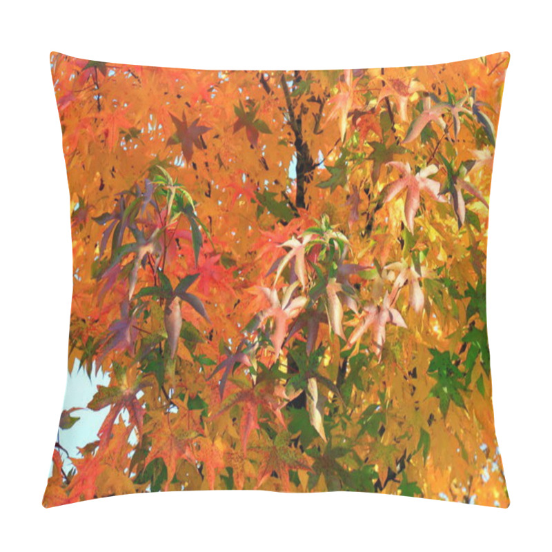 Personality  Japanese Maple, Palmate, Autumn Tree With Yellow, Red, Orange, Leaves, Autumn Landscape. Japanese Maple In Leaf Fall. Calendar, Postcard Of The Seasons, October, November Wallpaper Pillow Covers