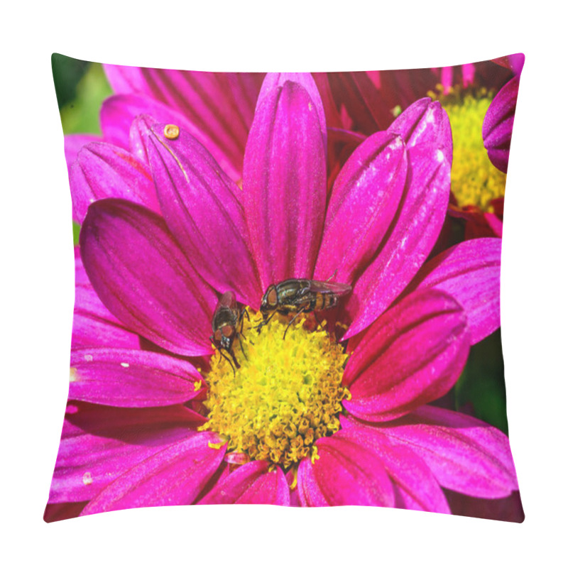 Personality  Flower Fly Hoverfly Collects Nectar On Autumn Flowers Chrysanthemum Pillow Covers