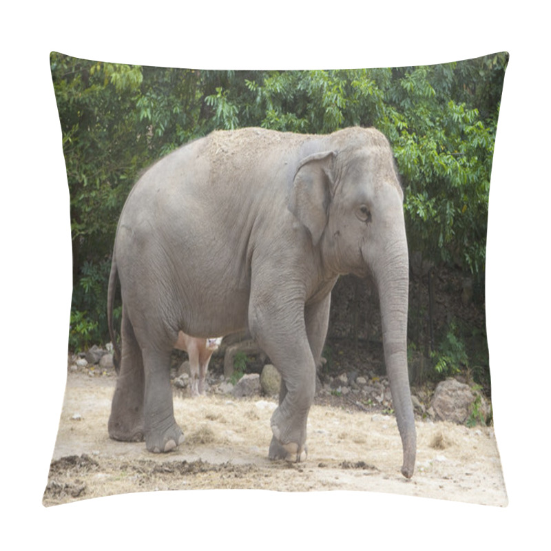 Personality  Asian Elephant Pillow Covers