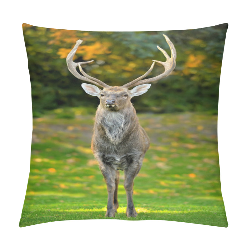 Personality  Beautiful Image Of Red Deer Pillow Covers