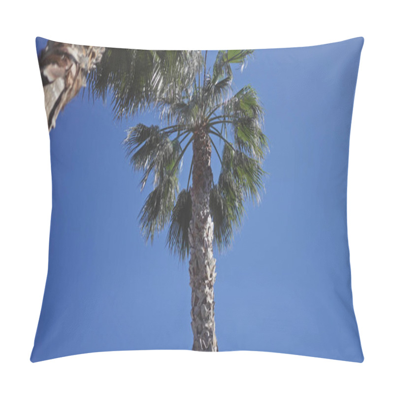 Personality  Upward View Of A Tropical Palm Against A Clear Blue Sky, Exemplifying Natural Beauty And Tranquility. Pillow Covers