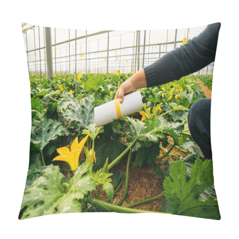 Personality  Male Farmer Applying Insects For Biological Pest Control In An Organic Zucchini Crop In A Greenhouse. Integrated Pest Management Technique In The Field Of Crops. Biological, Organic And Integrated Fight. Pillow Covers