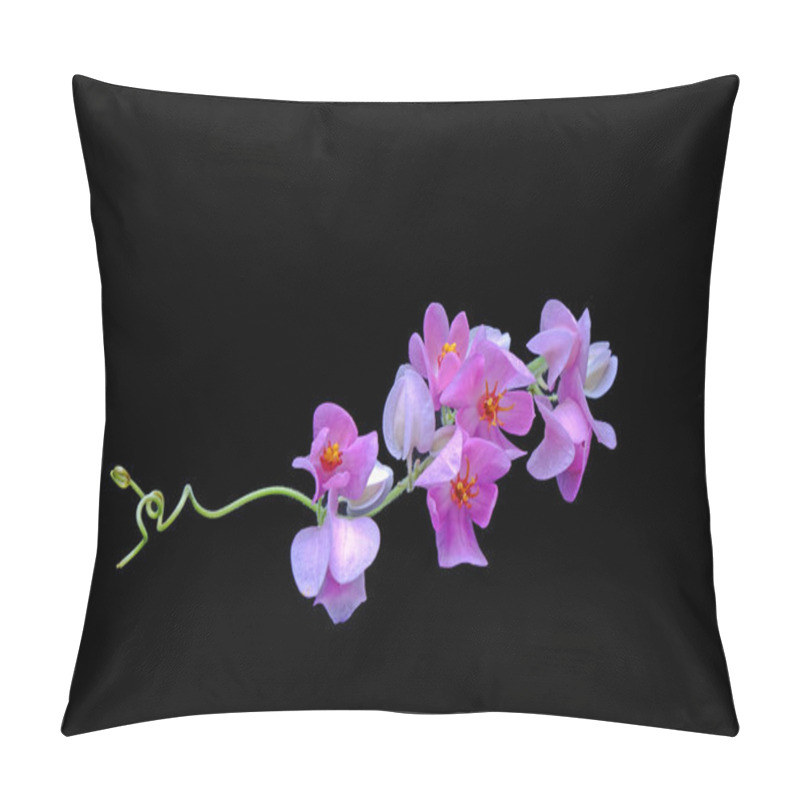 Personality  Mexican Creeper, Pink Mexican Creeper (Antigonon Leptopus) Isolated On Black Background Pillow Covers