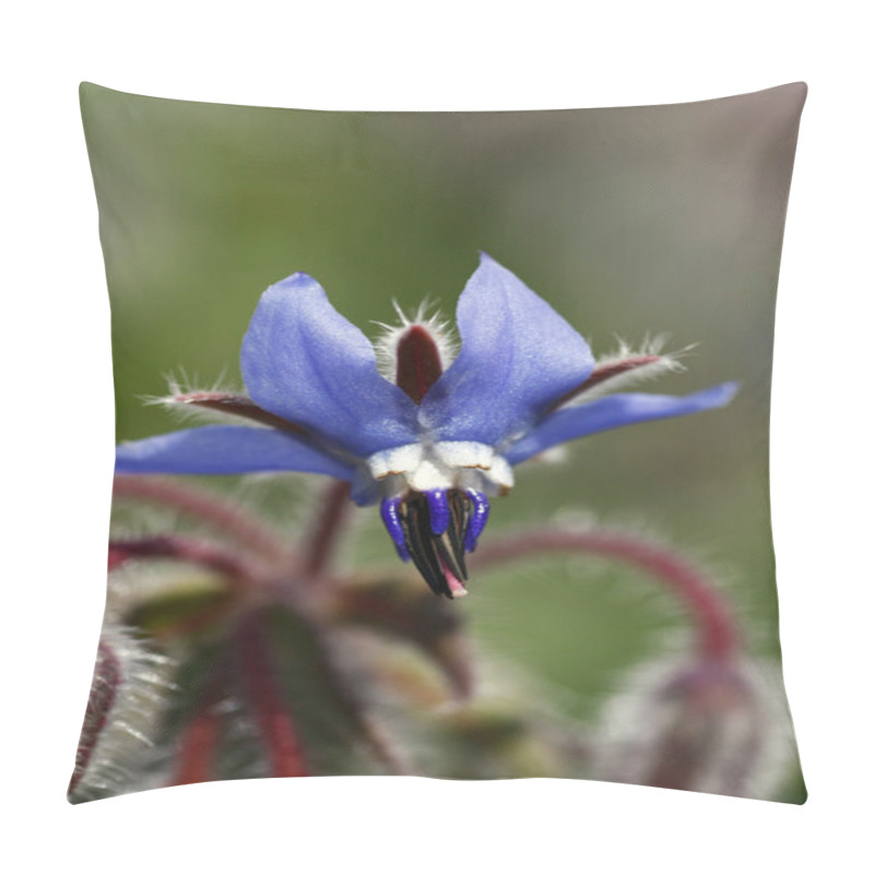 Personality  Starflower Borage Pillow Covers