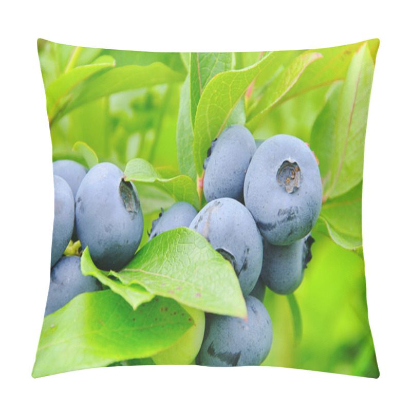 Personality  Blueberry On Shrub 04 Pillow Covers