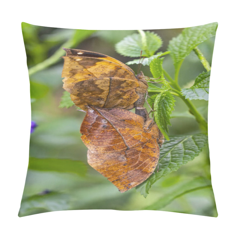 Personality  Two Butterfly Mating. Dead Leaf Butterfly , Kallima Inachus, Aka Indian Leafwing, Standing Wings Folded On A Bamboo Branch, Dead Leaf Imitation. Pillow Covers