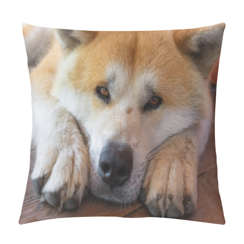 Personality  Closeup Portrait Of Young Akita Inu Dog Lying Lonely On A Tiled Floor Pillow Covers