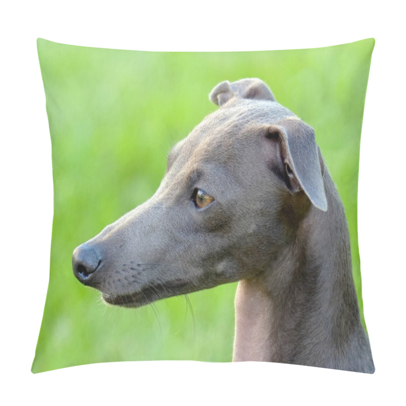 Personality  The Portrait Of Italian Greyhound Pillow Covers