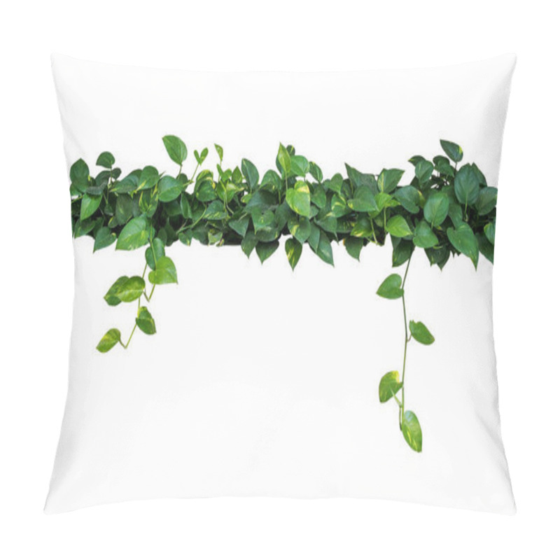 Personality  Heart Shaped Leaves Vine, Devil's Ivy, Golden Pothos, Isolated On White Background, Clipping Path Included. Pillow Covers