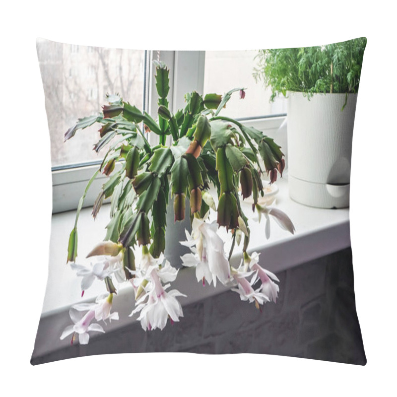 Personality  Christmas Cactus With White Flowers Blooms In A Pot On The Windowsill Pillow Covers