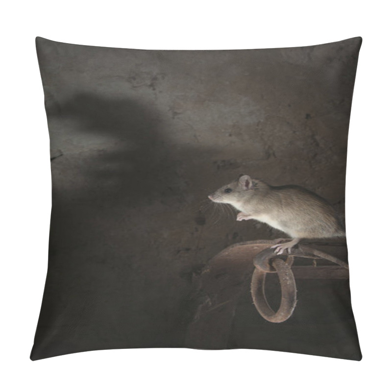 Personality  Black Rat Or Field Rat Portrait In An Old Haystack, Rattus Rattus, Spain Pillow Covers