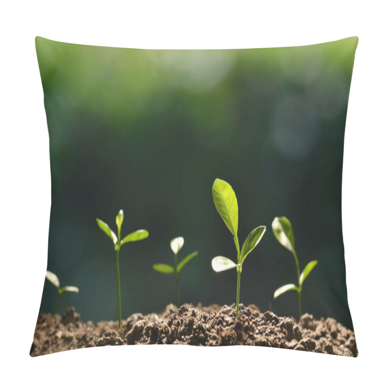 Personality  Group Of Young Plants In The Morning Light Growing Out From Soil Pillow Covers