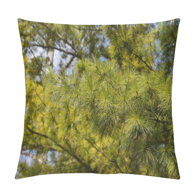 Personality  Eastern White Pine Branch - Latin Name - Pinus Strobus Pillow Covers