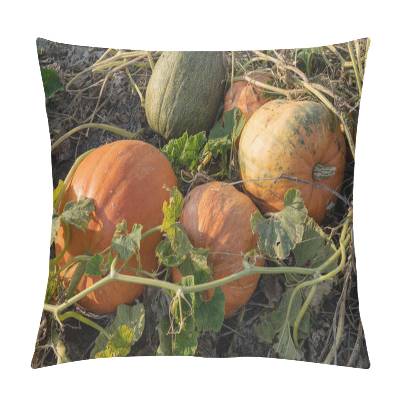 Personality  Large Pumpkin With Ribs Growing On A Green Field In Old Leaves. Grown On A Farm With The Observance Of Ecological Technologies. Pillow Covers